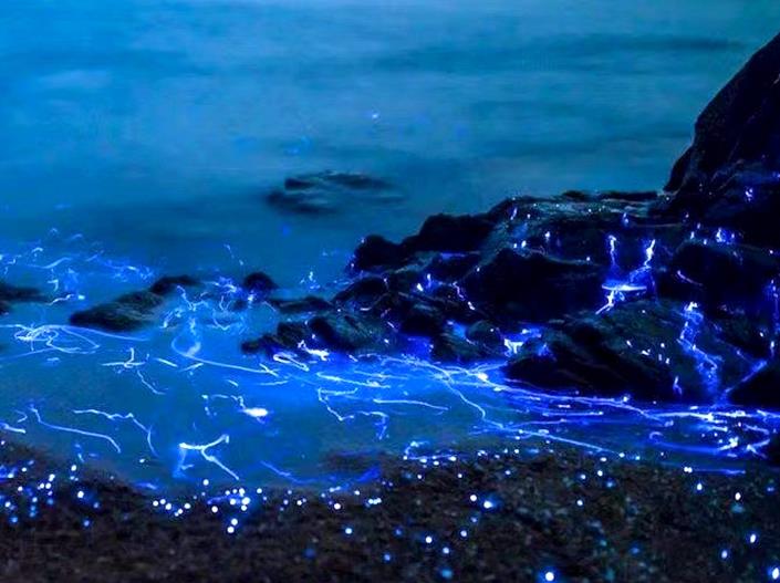 平潭岛蓝眼泪预测（5月20日）